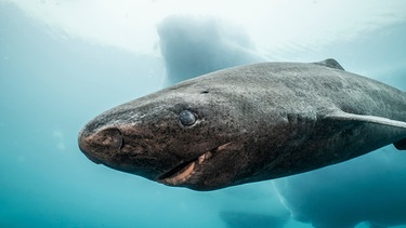 Eishaie leben vor allem in arktischen Gewässern und können bis zu 400 Jahre alt werden. | Bild: NDR/DocLights GmbH/BLACK CORAL FILMS AB