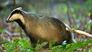 Dachse sind die Phantome des Waldes. Obwohl sie in vielen Lebensräumen und Regionen vorkommen, bekommt man sie so gut wie nie zu Gesicht. | Bild: NDR/NDR Naturfilm/Doclights/Günter Goldmann