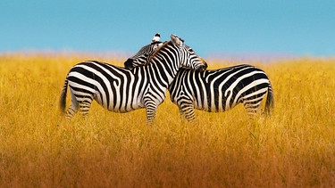 Während der Paarungszeit müssen Zebras ihre Reviere in der Serengeti verteidigen. | Bild: NDR/Doclights Naturfilm/Silverback Films/Jeff Wilson