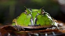 Im Regenwald von Französisch Guyana wagt sich ein Hornfrosch aus der Laubschicht hervor. Er will die Nacht des Jahres nicht verpassen, wenn sich alle Frösche paaren. | Bild: NDR/Doclights Naturfilm/Silverback Films/Jack Hynes