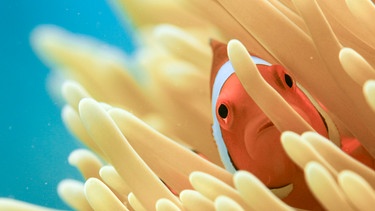 Das Clownfisch Weibchen hat in dieser Anemone das Sagen, sie ist die Größte hier und herrscht meist über mehrere Männchen. | Bild: NDR/Doclights Naturfilm/Silverback Films