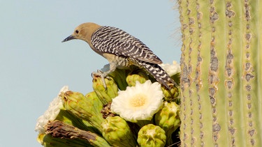 Ein Gilaspecht auf einem Saguaro Kaktus. | Bild: WDR/Altayfilm GmbH