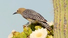 Ein Gilaspecht auf einem Saguaro Kaktus. | Bild: WDR/Altayfilm GmbH