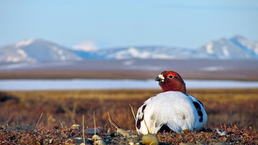 Moorschneehühner besiedeln die nördlichen Regionen Skandinaviens, Sibiriens und Nordamerikas. Mit etwa 500 bis 700 Gramm gehören sie zu den kleineren Hühnervögeln. | Bild: BR/doclights/NDR/NDR Naturfilm/Uwe Anders