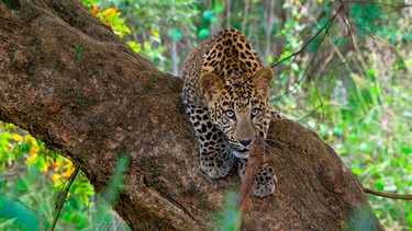 Im Urwald von Huai Kha Khaeng verbirgt sich ein ganz besonderer Schatz: Der junge Asiatische Leopard gehört zu den seltensten Raubkatzen der Welt und lebt nur noch in wenigen Gebieten Asiens. | Bild: NDR/DocLights GmbH/Lion Mountain Media