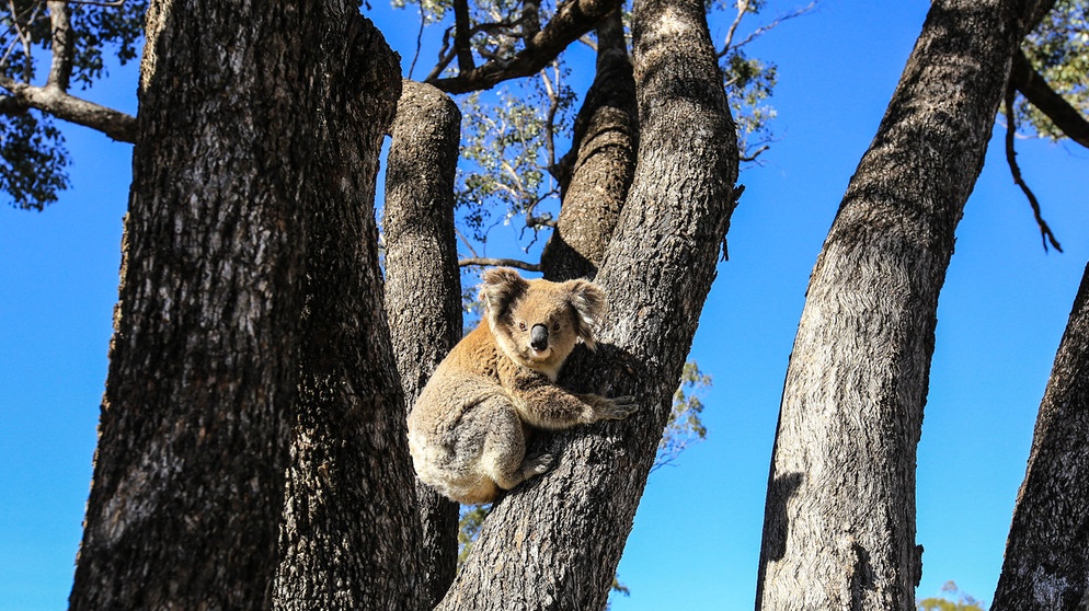 Der Lebensraum der Koalas schrumpft seit Jahrzehnten immer mehr. In einigen Regionen Australiens sind seit den 1990er Jahren etwa 80 Prozent der Koalas verschwunden. | Bild: NDR/Northern Picture/Adele Bennett