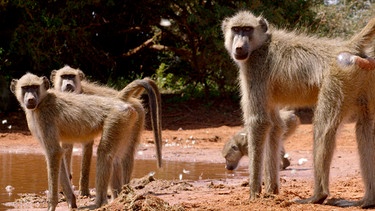 Steppenpaviane kommen ans Wasserloch, um sich zu erfrischen. | Bild: WDR/Terra Mater Studios GmbH+ Waterhole Films/Deeble & Stone