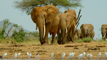 Eine Herde Elefanten nähert sich dem Wasserloch. | Bild: WDR/Terra Mater Studios GmbH+ Waterhole Films/Deeble & Stone