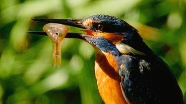 Um erfolgreich Beute zu machen benötigen Eisvögel klares, sauberes Wasser, denn sie jagen auf Sicht. | Bild: WDR/Light & Shadow GmbH/Christian Baumeister