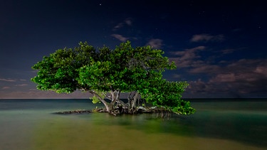 Der "Fluss aus Gras" ist zwar der bekannteste Teil der Everglades, aber das riesige Meeresgebiet, die Florida Bay, ist auch Teil des Nationalparks. | Bild: NDR/NDR Naturfilm/DocLights GmbH