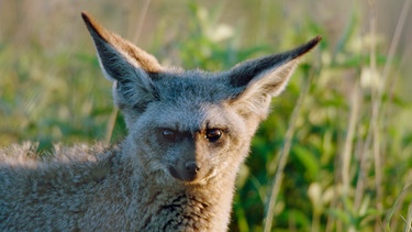 Löffelhunde gehören zoologisch zu den "Echten Füchsen". Mit ihren großen Ohren können sie ihre Hauptnahrung Termiten auch unter der Erde hören. | Bild: NDR/NDR Naturfilm/Ivo Nörenberg