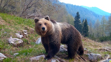 In Italien erweitern Braunbären aus den Dolomiten ihren Bewegungsradius und werden bei „Grenzüberschreitungen“ ertappt. | Bild: MDR/inonemedia/Matthias Jim Günther