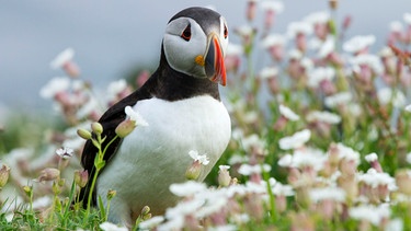 Ein Papageientaucher auf einer Wiese. | Bild: WDR/Anna Gallagher/Adrian Seymour