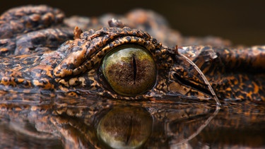 Kubakrokodile leben seit etwa 300.000 Jahren hier in den Süßwassersümpfen auf Kuba. | Bild: BR/Marion Pöllmann