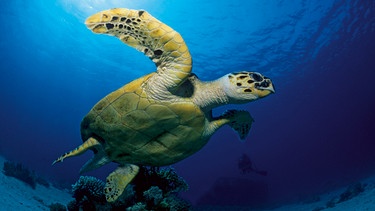 Eine Unechte Karett-Schildkröte. | Bild: BR/Gerald Nowak/waterframe