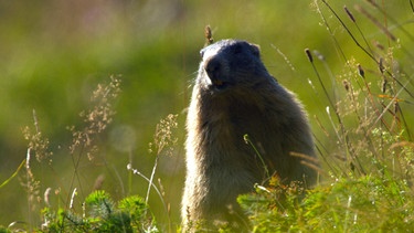 Alpenmurmeltier. | Bild: BR/Rübefilm/Bernhard Rübe