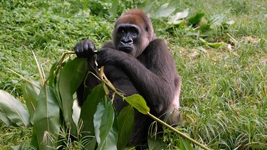 Gorilla-Lady Nyango gehört zu den Letzten ihrer Art. Nur etwa 250 Tiere gibt es noch, von der extrem gefährdeten Unterart des Westlichen Flachlandgorillas. | Bild: NDR/NDR Naturfilm/Nicky Lankester