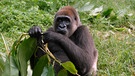 Gorilla-Lady Nyango gehört zu den Letzten ihrer Art. Nur etwa 250 Tiere gibt es noch, von der extrem gefährdeten Unterart des Westlichen Flachlandgorillas. | Bild: NDR/NDR Naturfilm/Nicky Lankester