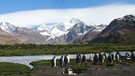 South Georgia Island, Neugierige Königspinguine beobachten den Helikopter der Rattenjäger, der Köder ausstreut. Diese sind aber für die Pinguine ungefährlich. | Bild: BR/Roland Gockel