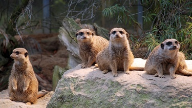 Immer unter Spannung: Erdmännchen zählen zu den Stars in jedem Zoo, auch in der Wilhelma. | Bild: SWR/Frieder Bundt