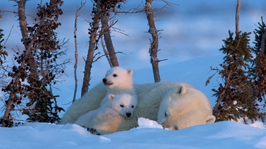 Die Arktis ist ein extremer Lebensraum - nur die Hälfte der jungen Eisbären überlebt die ersten fünf Jahre. | Bild: NDR/Thorsten Milse