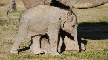 Wie schwer ist Elefantenbaby Ludwig? | Bild: BR/Jens-Uwe Heins