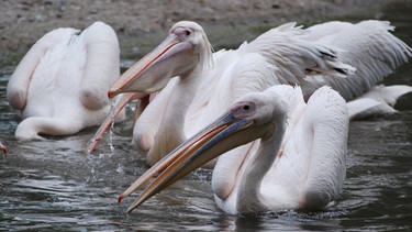 Die Pelikane müssen umziehen. | Bild: BR/Felix Heidinger/Jens-Uwe Heins