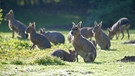 Selten - Pampashasen-Nachwuchs im Herbst. | Bild: BR/Felix Heidinger/Jens-Uwe Heins