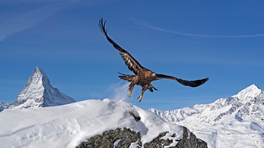 Steinadler vor Matterhorn | Bild: NDR/TERRA MATER FACTUAL STUDIOS/Wild Nature Film/Toni Nemeth