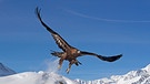 Steinadler vor Matterhorn | Bild: NDR/TERRA MATER FACTUAL STUDIOS/Wild Nature Film/Toni Nemeth