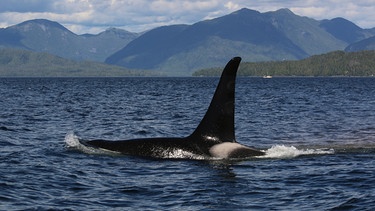 Ein Orca in einer Meerenge vor der Insel Gil Island. | Bild: BR/Roland Gockel