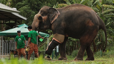 Motala ist Dauerpatient im Elefantenkrankenhaus von Lampang und einer von weltweit zwei Elefanten mit einer Beinprothese. | Bild: BR/Medienkontor/Markus Zwilling