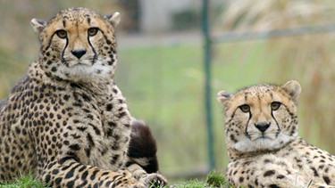 Gepardendamen beobachten die Zoobesucher. | Bild: BR/WDR/Melanie Grande