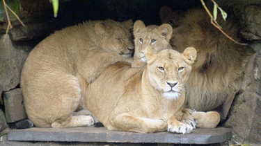 Löwenfamilie im Zoo Münster. | Bild: BR/WDR/Melanie Grande