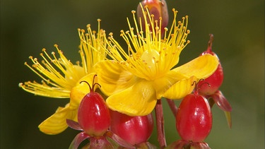 Johanniskraut (Hypericum perforatum). Die Pflanze blüht um den Johannistag (24. Juni) - daher der Name. | Bild: BR