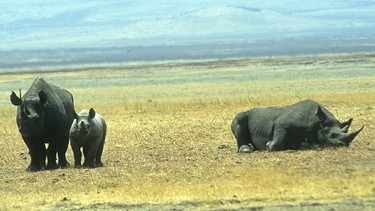 Die Spitzmaulnashörner gehören zu den bedrohten Tierarten des Nationalparks.
| Bild: BR/SWR