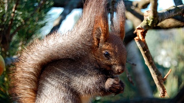 Müsli für die Sibirischen Eichhörnchen. | Bild: Radio Bremen
