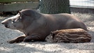 Tapir mit Jungtier. | Bild: Radio Bremen/Volkmar Strüßmann