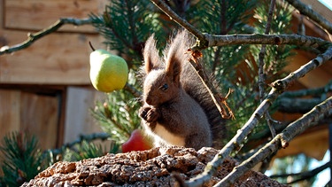 Die Sibirischen Eichhörnchen sind Feinschmecker. | Bild: Radio Bremen