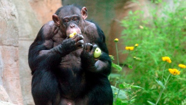 Schimpanse Chicko soll sein Pipi für die Forschung geben. | Bild: Radio Bremen