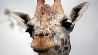 Bei einer der Giraffen stimmt etwas mit der Fußstellung nicht. | Bild: Radio Bremen/Volkmar Strüßmann