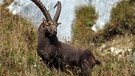 Ein älterer, kräftiger Steinbock an der Südseite der Benediktenwand genießt im Herbst die Abendsonne und käut wieder. | Bild: Markus Schmidbauer