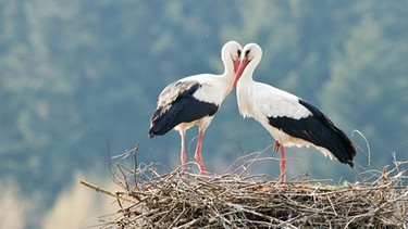 Zwei Störche in ihrem Nest. | Bild: stock.adobe.com/Ivan Kmit