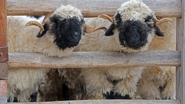 03.11.2022, Mecklenburg-Vorpommern, Wismar: Walliser Schwarznasenschafe schauen im Bauernhof im Tierpark neugierig durch ihr Gatter. Der Landeszooverband trifft sich am 04.11.2022 in Rostock zu seiner Jahreshauptversammlung. Foto: Bernd Wüstneck/dpa | Bild: dpa-Bildfunk/Bernd Wüstneck