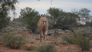 Dromedare vermehren sich stark im heißen Zentrum Australiens, da sie keine Feinde haben. Sie werden deshalb zum Problem für die Kängurus und die Kühe der Bauern, da sie die gleichen Fressvorlieben haben. | Bild: BR/Angelika Sigl