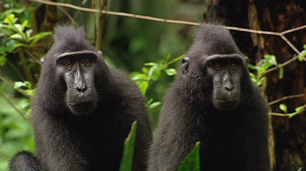 Wenn sie drohen, dann legen sie die Ohren an und ein markanter Schopf stellt sich auf. Wenn ihnen der Regenwald einmal nicht die nötige Menge an Feigen liefert, dann öffnen sie mit ihren mächtigen Eckzähnen eben Kokosnüsse. Obwohl die Schopfmakaken der indonesischen Insel Sulawesi zu einer sehr anpassungsfähigen Gattung von Affen gehören, sieht es um ihre Zukunft schlecht aus. Zwar sind die Hänge des Vulkans Tangkoko zum Nationalpark erklärt worden, doch schrecken Wilderer vor Beutezügen nicht zurück. | Bild: BR