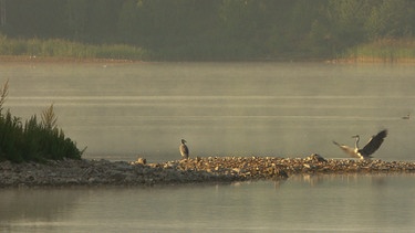 Morgenstimmung mit Reihern an der Wolga. | Bild: BR