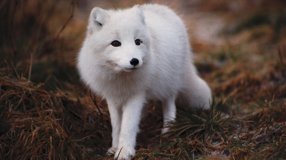 Der Eisfuchs, auch Polarfuchs, Schneefuchs oder Weißfuchs gennant, lebt vor allem in der Tundra. | Bild: BR