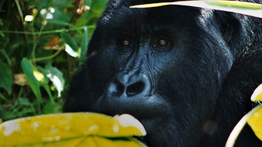 Die sanften Riesen, die  mit dem Hollywood-Film "Gorillas im Nebel" weltweit berühmt wurden, sind in ihrem Lebensraum am Fuße der Virunga-Vulkanberge zwar durch Nationalparks geschützt, aber seit 1994 tobten in dieser Region heftige Bürgerkriege - am längsten im Kongo. | Bild: BR/Udo A. Zimmermann