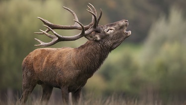 Ein Hirsch in der Natur. | Bild: stock.adobe.com/shocky